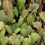May Flowers Horticulture Installation 40